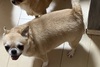 犬の里親 募集 スムースチワワの女の子 33996