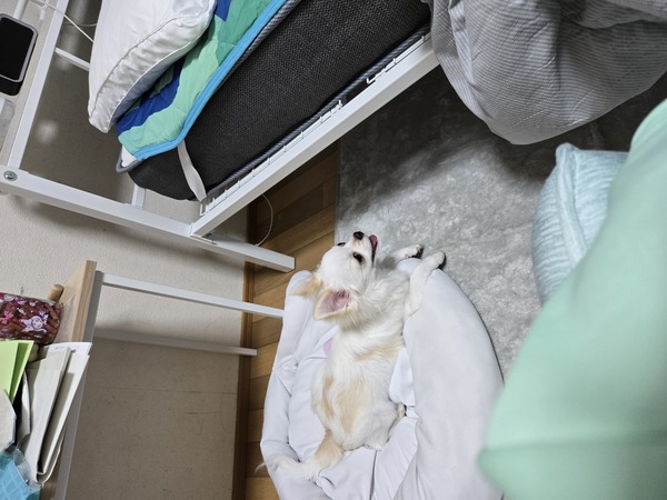 犬 譲ります 東京都 34013