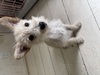 犬の里親 募集 ウエスティー似のmix 34022