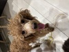 犬の里親 募集 10ヶ月Tプードル 34047