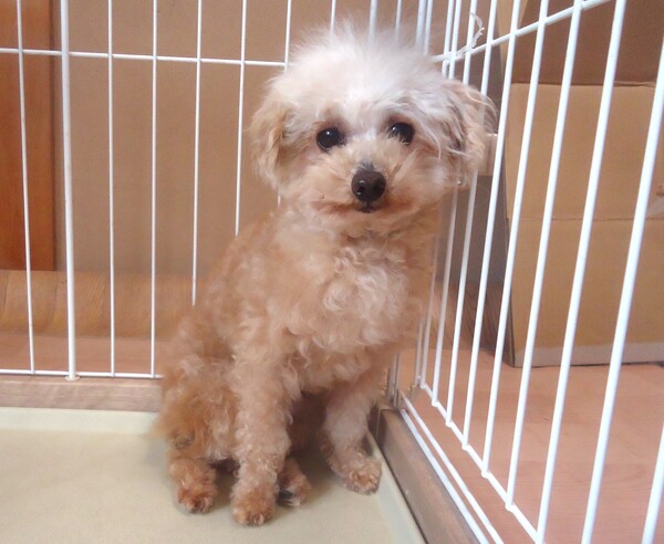 犬 譲ります トイプードル 大阪府 34061