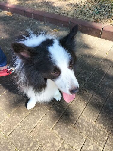 犬 譲ります ボーダー・コリー 東京都 34065