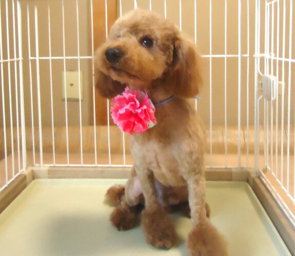 犬 譲ります トイプードル 大阪府 34098