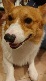 犬 譲ります コーギー 大阪府 34102