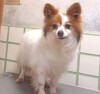 犬の里親募集 34110