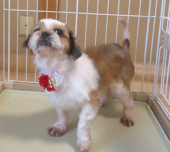 犬 譲ります トイプードル 大阪府 34113