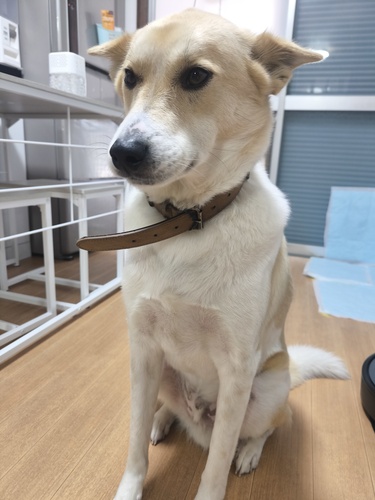 犬 譲ります MIX犬 奈良県 34131