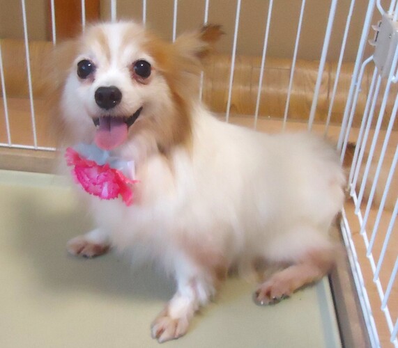 犬 譲ります パピヨン 大阪府 34133