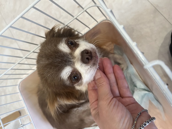 犬 譲ります チワワ 非公開 34136