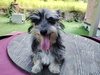 犬の里親 募集 ワイヤー系ミックス 34159