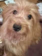 犬の里親 募集 パピヨンmix 34173