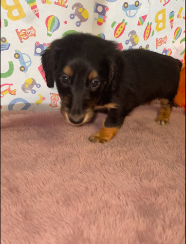 犬 譲ります ボルダックス 千葉県 34187