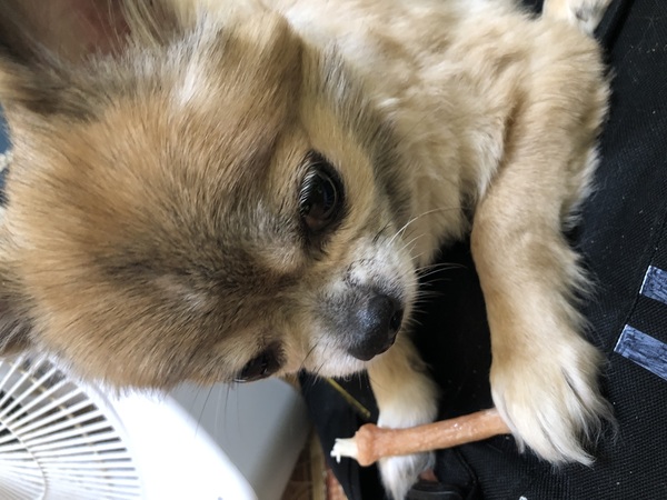 犬 譲ります ポメラニアンmix 福岡県 34193