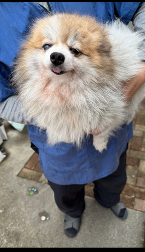 犬 譲ります ポメラニアン 群馬県 34230