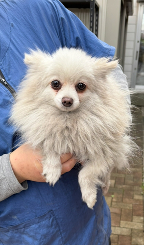 犬 譲ります ポメラニアン 群馬県 34231