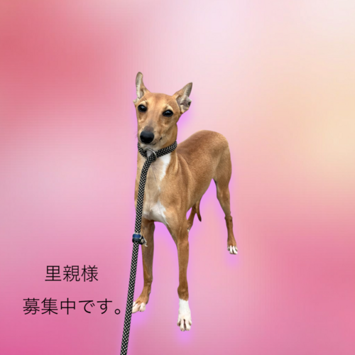 犬 譲ります イタリアングレーハウンド 埼玉県 34243