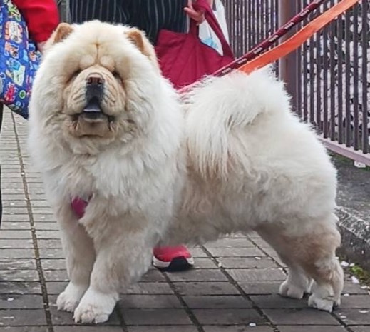 犬 譲ります チャウチャウ 千葉県 34253