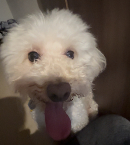 犬 譲ります トイプードル 静岡県 34255
