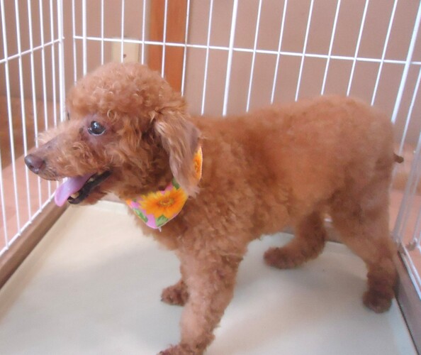 犬 譲ります トイプードル 大阪府 34259