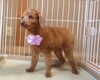 犬の里親募集 34259