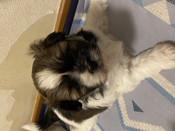 犬 譲ります ポメラニアンとシーズーmix 大阪府 34261