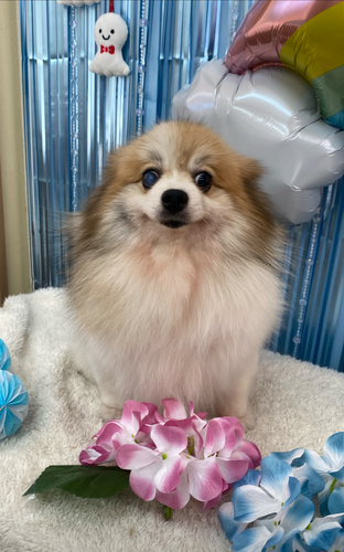 犬 譲ります ポメラニアン 群馬県 34263