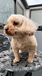 犬の里親 募集 トイプードル 34271