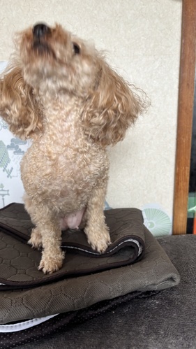 犬 譲ります トイプードル 茨城県 34272