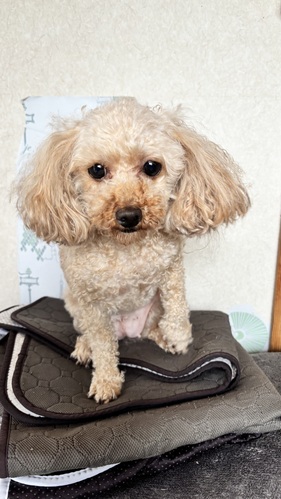 犬 譲ります トイプードル 茨城県 34274