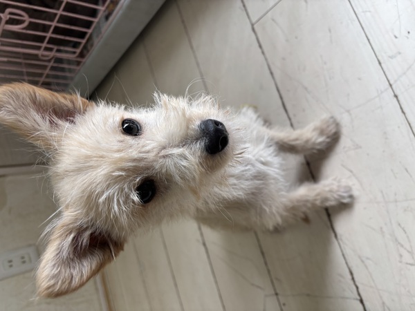 犬 譲ります ミックス 長野県 34276