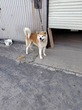犬の里親 募集 秋田犬男の子 34288