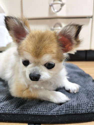 犬 譲ります チワワ 奈良県 34313