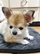 犬の里親 募集 チワワ メス10歳 34313
