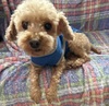 犬の里親 募集 トイプードル♪お膝の上が大好きな♪男の子 34314