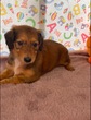 犬の里親 募集 ボルダックスちゃん 34318