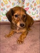 犬の里親 募集 ボルダックス君 34319