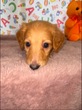犬の里親 募集 ボルダックスちゃん 34320