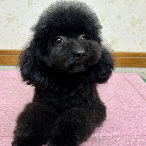 犬 譲ります トイプードル 静岡県 34330