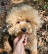 犬の里親 募集 可愛いプーポメの男の子 34332