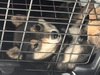 犬の里親 募集 豆柴 女の子 34337