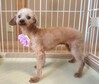 犬の里親募集 34339