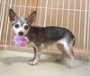 犬の里親募集 34341