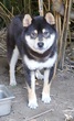 犬の里親 募集 商談中になりました。一時停止します。 34344