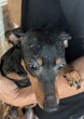 犬の里親 募集 おとなしい性格の女の子です メイです 34354