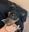 犬の里親 募集 小ぶりで可愛い子です 桜です 34355