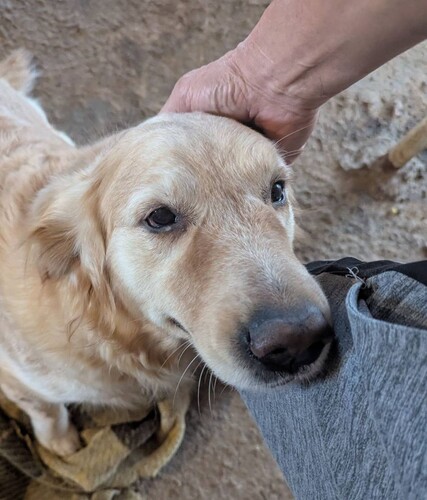 犬 譲ります ゴールデンレトリバー 三重県 34356