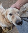 犬の里親 募集 可愛いです 34356