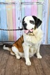 犬の里親 募集 大きくて可愛い女の子です 34366