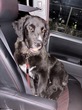 犬の里親 募集 元気いっぱいの女の子 34367