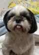 犬の里親 募集 毛色がめずらしいシーズー 34368